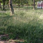 IU denuncia que el abandono del municipio sigue siendo la norma
